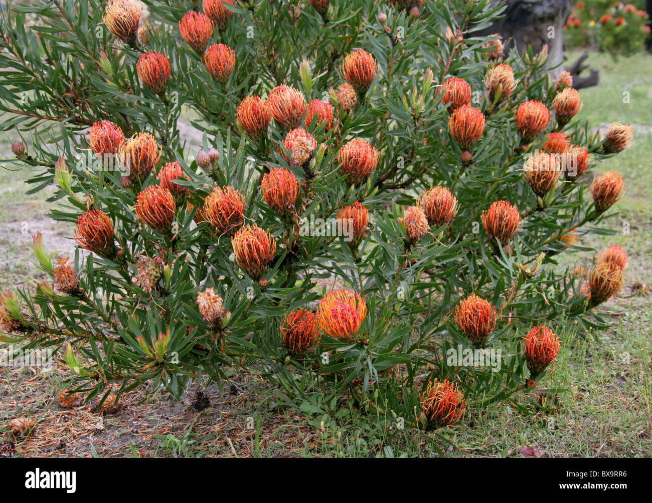 Pincushion Protea, Leucospermum sp., Western Cape, South Africa Stock