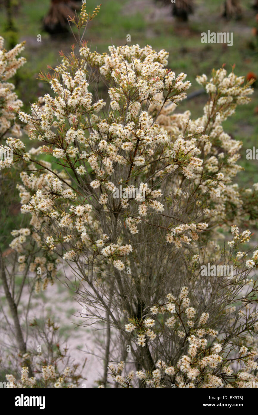 Shrub with White Flowers (Melaleuca sp. ?), Western Cape, South Africa Stock Photo