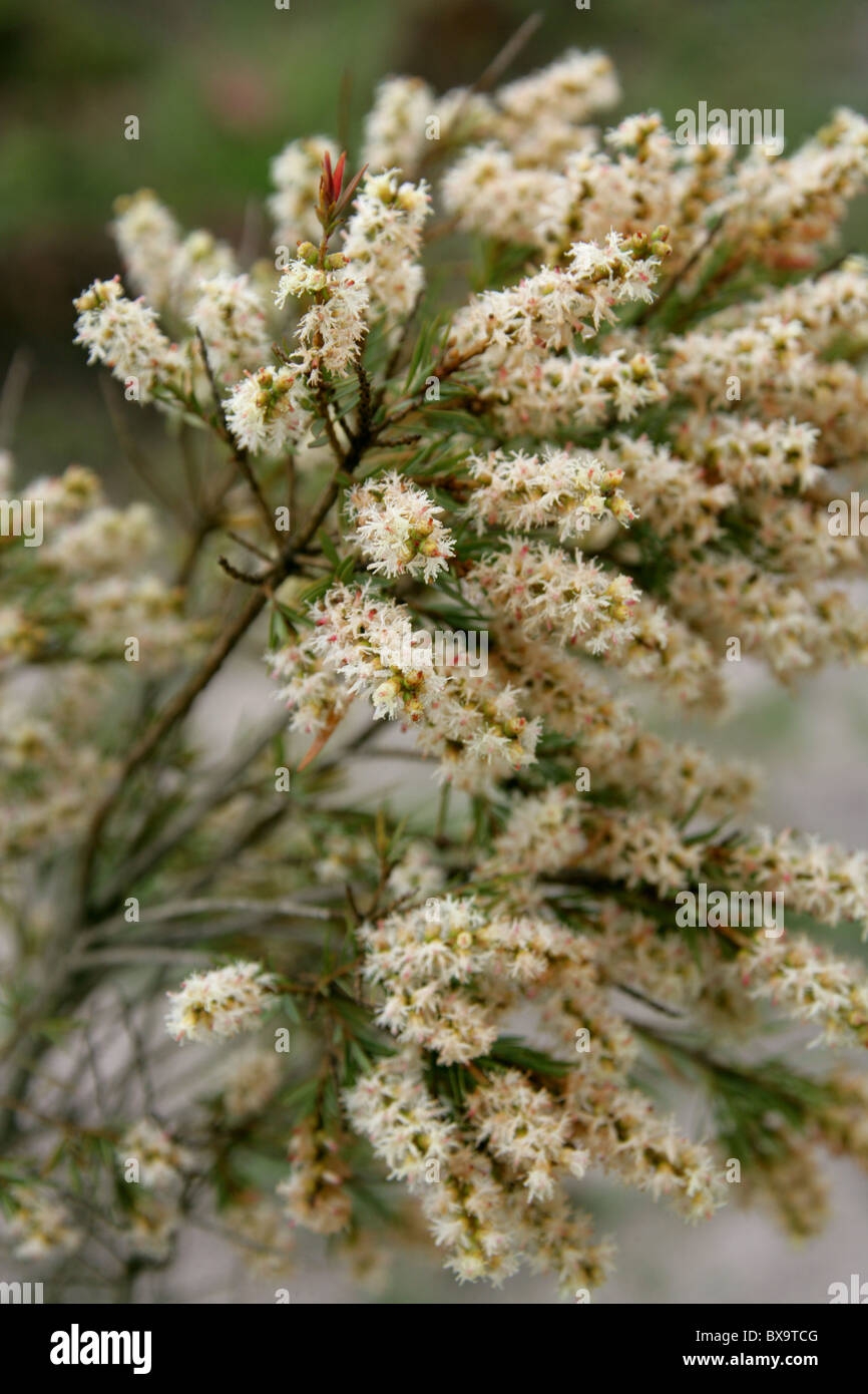 Shrub with White Flowers (Melaleuca sp. ?), Western Cape, South Africa Stock Photo