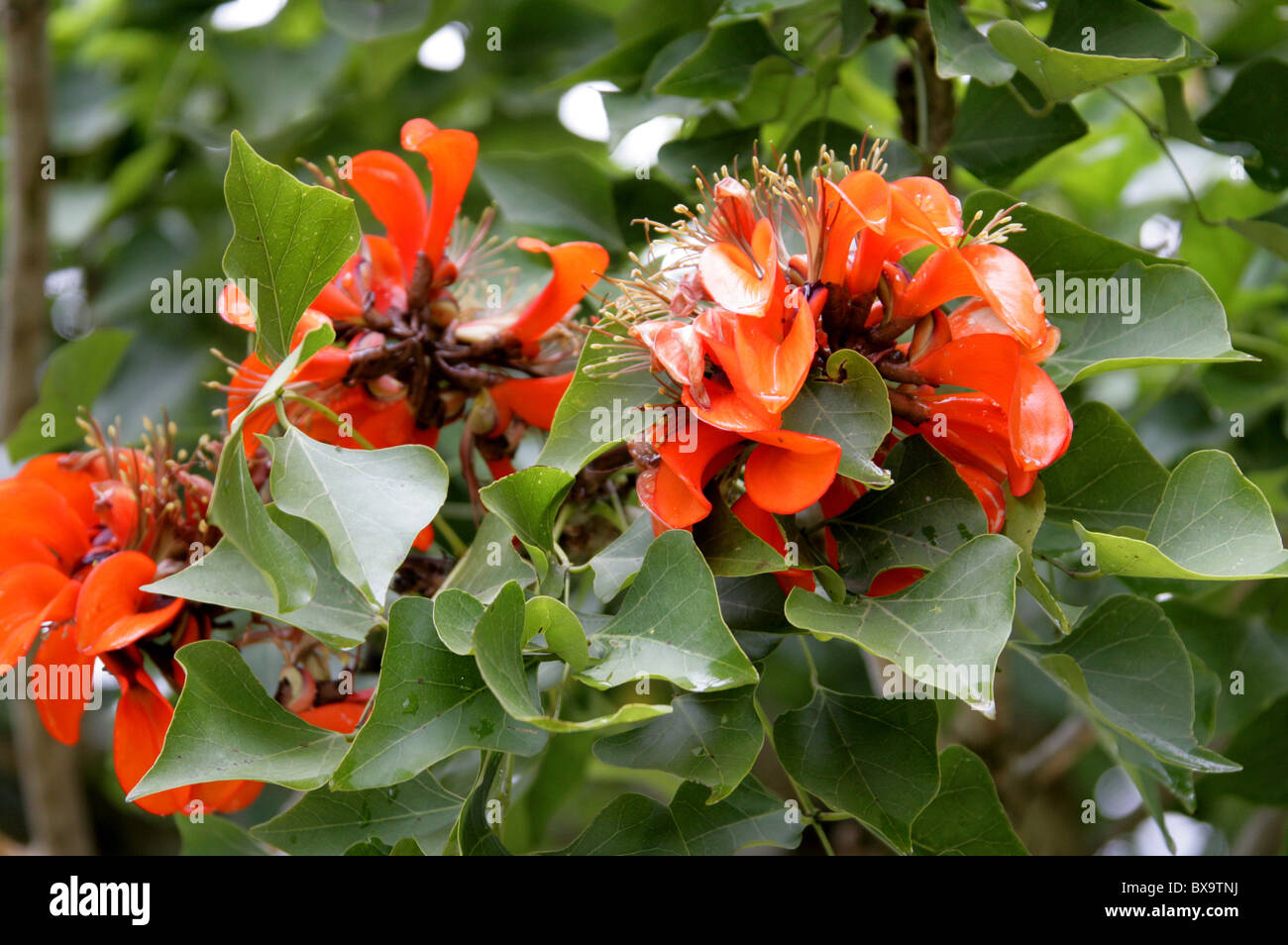 Coral Bean Tree Flowers, Erythrina lysistemon, Fabaceae, South Africa. Stock Photo