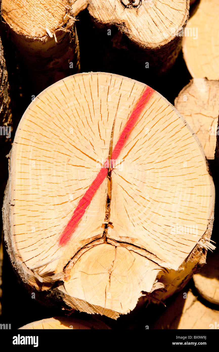 The sawed end of an Eurasian aspen ( populus tremula )  log in a pile showing unhappy face after being discarded with red line , Finland Stock Photo