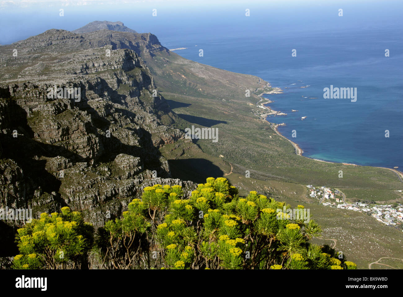 View Over Camps Bay from Table Mountain, Cape Town, Western Cape, South Africa. Golden Coulter Bush, Hymenolepis parviflora. Stock Photo