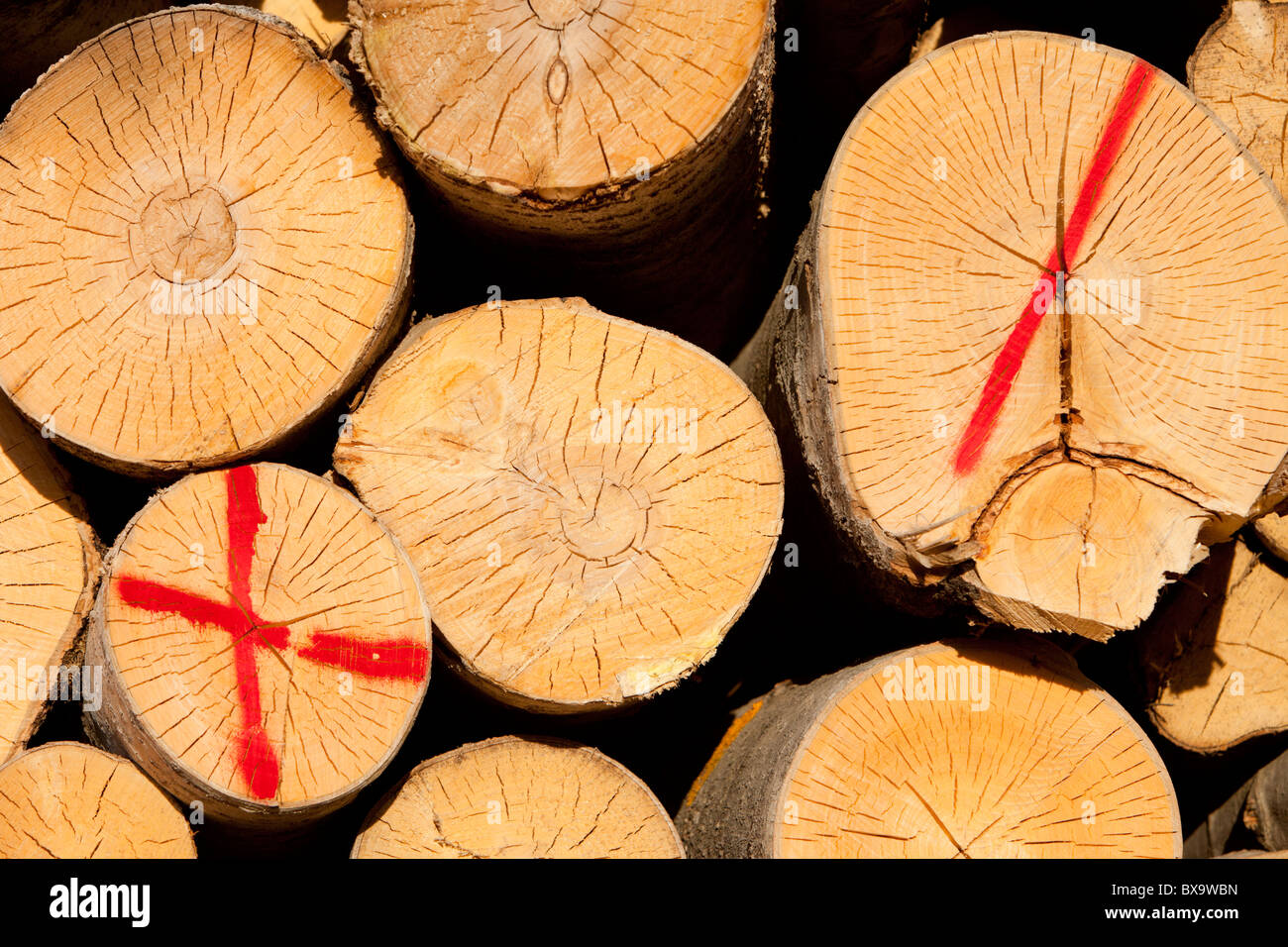 The sawed ends of a Eurasian aspen ( populus tremula )  logs in a pile . Discarded logs marked with red paint , Finland Stock Photo