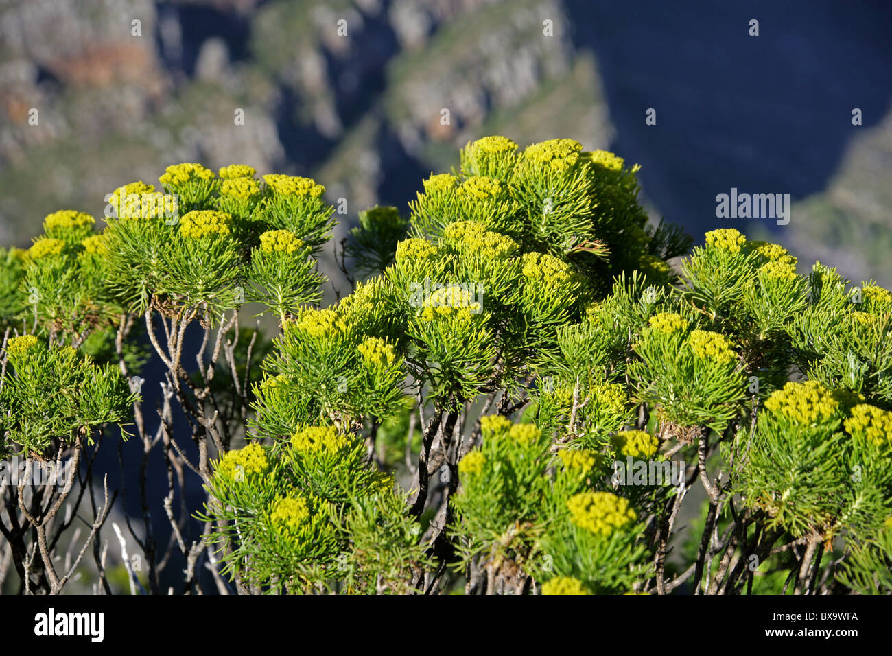 Golden Coulter Bush, Hymenolepis parviflora (syn. Athanasia parviflora), Asteraceae. Table Mountain, South Africa. Stock Photo