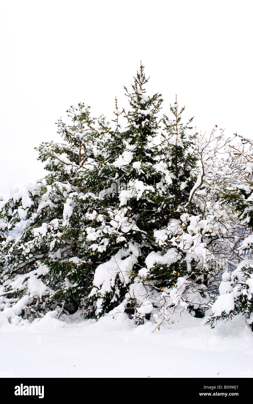the snow-covered view of the larch forest Stock Photo - Alamy