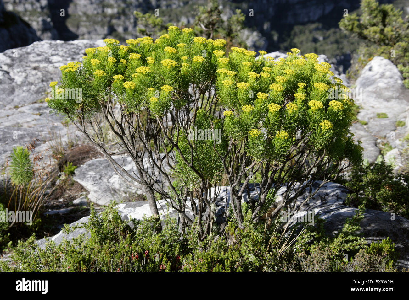 Golden Coulter Bush, Hymenolepis parviflora (syn. Athanasia parviflora), Asteraceae. Table Mountain, South Africa. Stock Photo