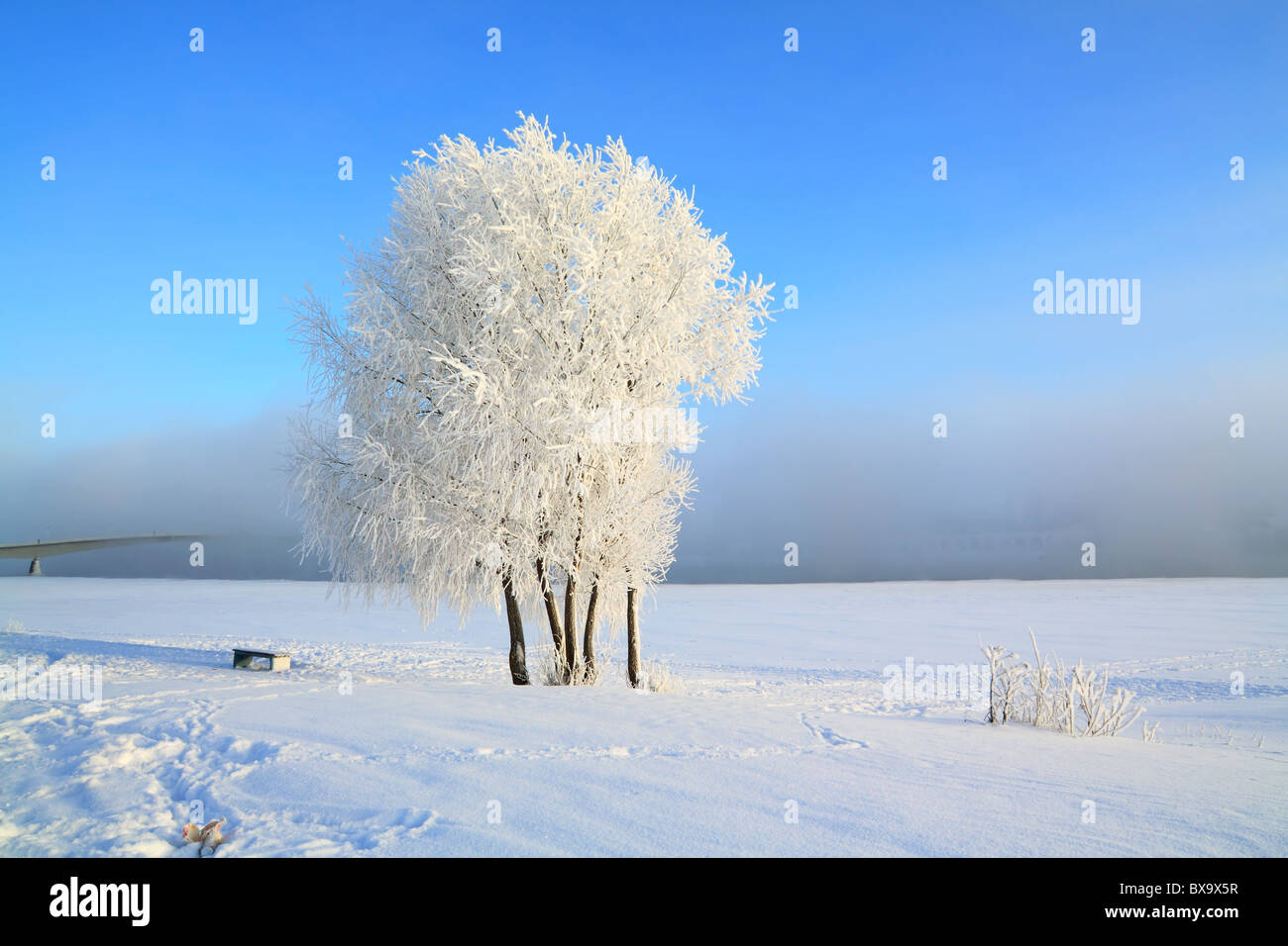 tree in snow Stock Photo