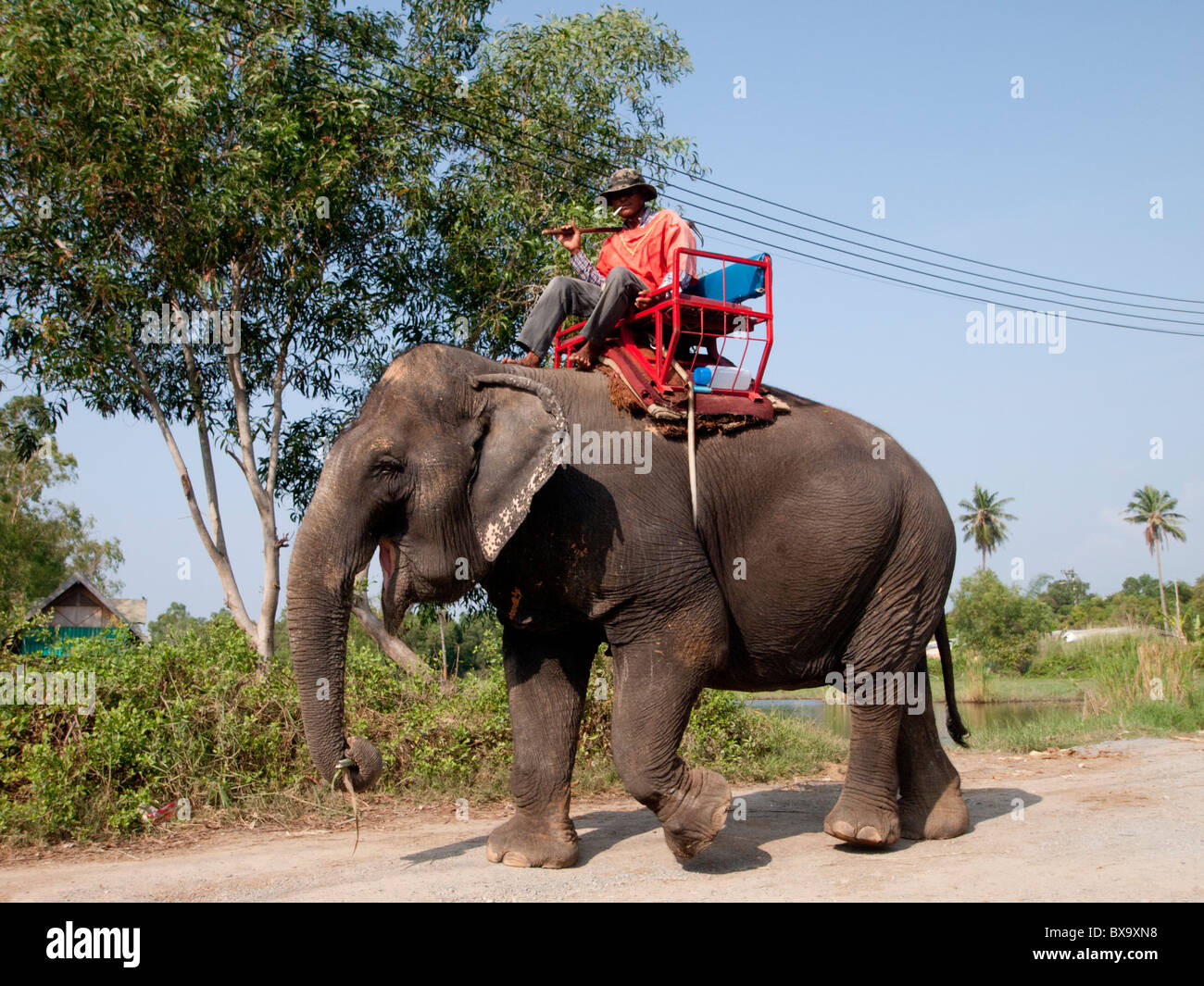 Closeup shot man riding elephant along the road Stock Photo Alamy
