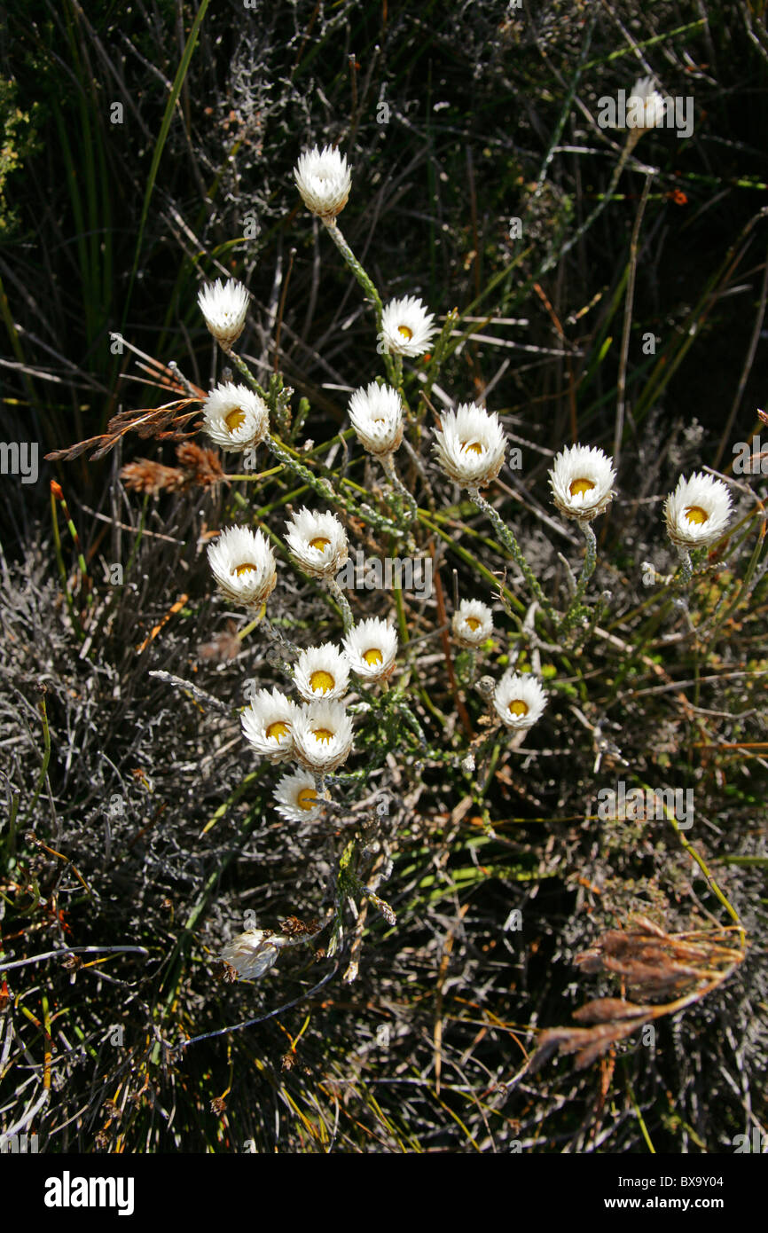 White Everlasting Flower, Edmondia sesamoides, Asteraceae. Table Mountain Fynbos, Cape Town, South Africa. Stock Photo