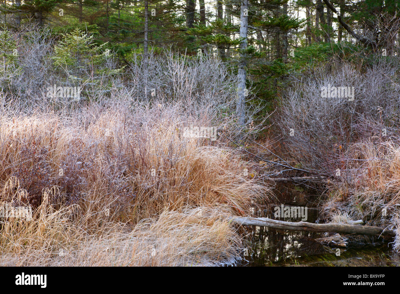 Wetlands area during the autumn months along the Sawyer River Trail in Livermore, New Hampshire