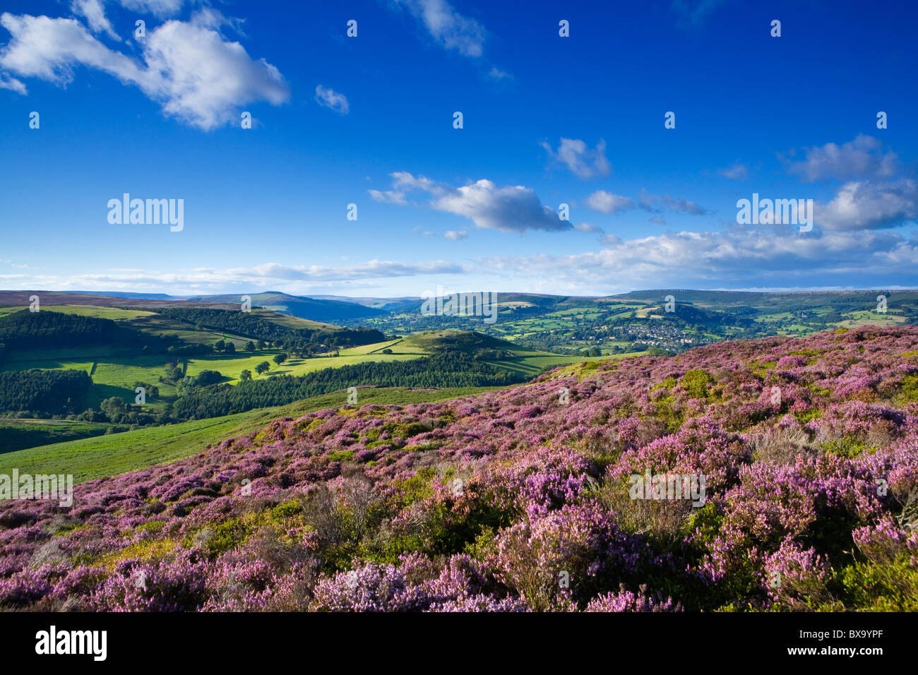 Heather on Eyam Moor with Castleton and the Hope Valley in the background Stock Photo