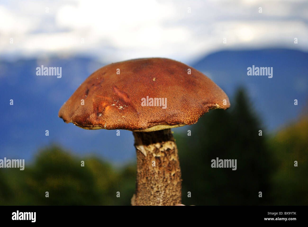 fungus with the background sky and mountains Stock Photo - Alamy