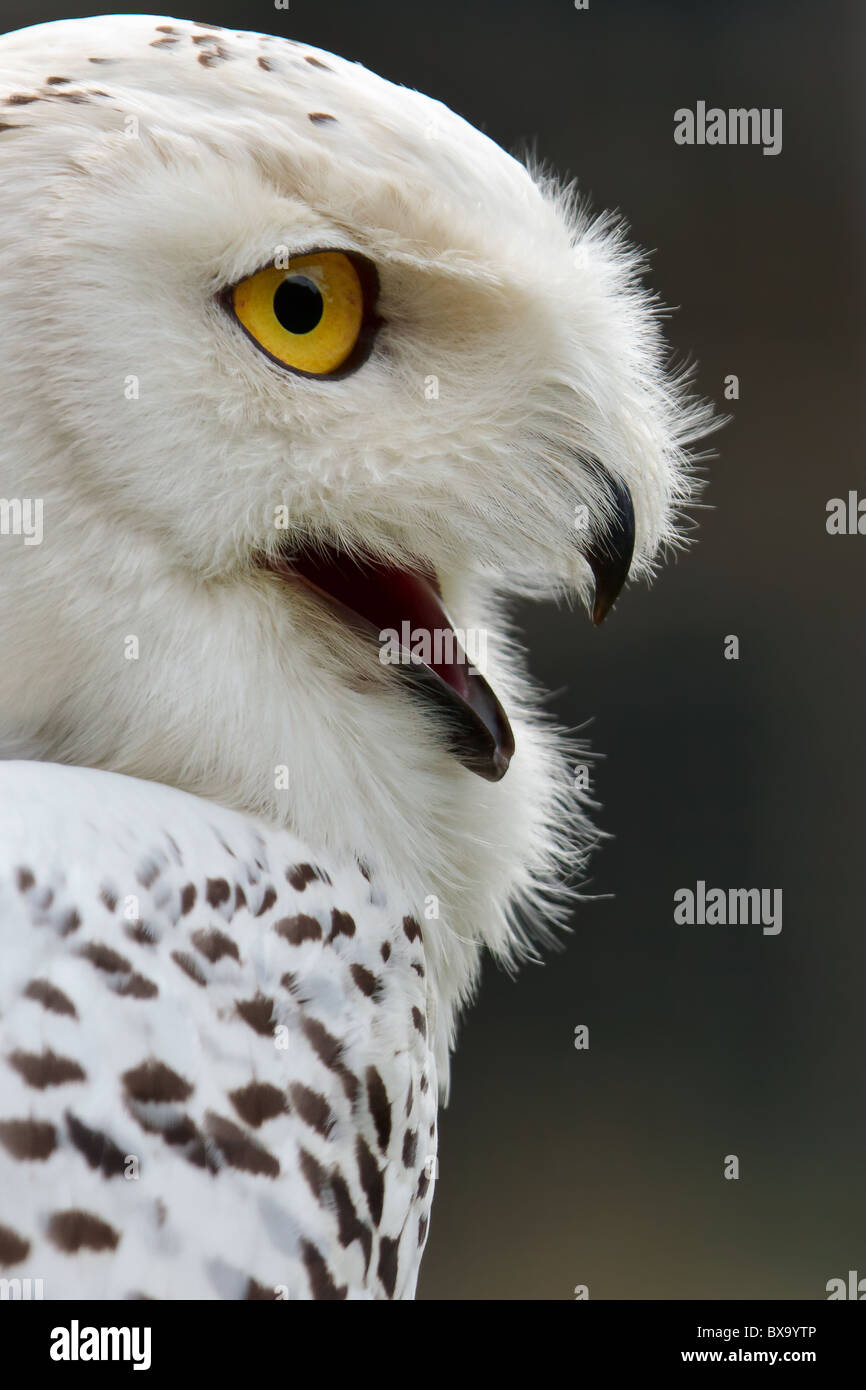 Snowy Owl (Bubo scandiacus Stock Photo - Alamy