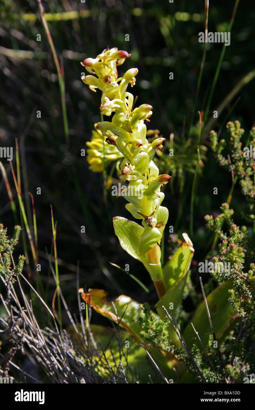 Fynbos Orchid, Satyrium odorum, Orchidaceae. Table Mountain, Cape Town, Western Cape Province, South Africa. Stock Photo