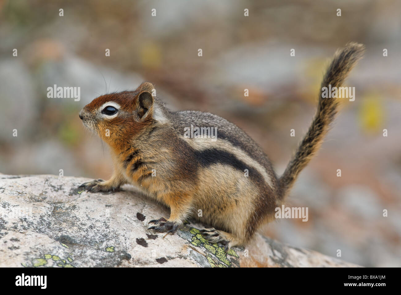 Golden-mantled ground squirrel, spermophilus lateralis, Jasper National Park, Alberta, Canada Stock Photo