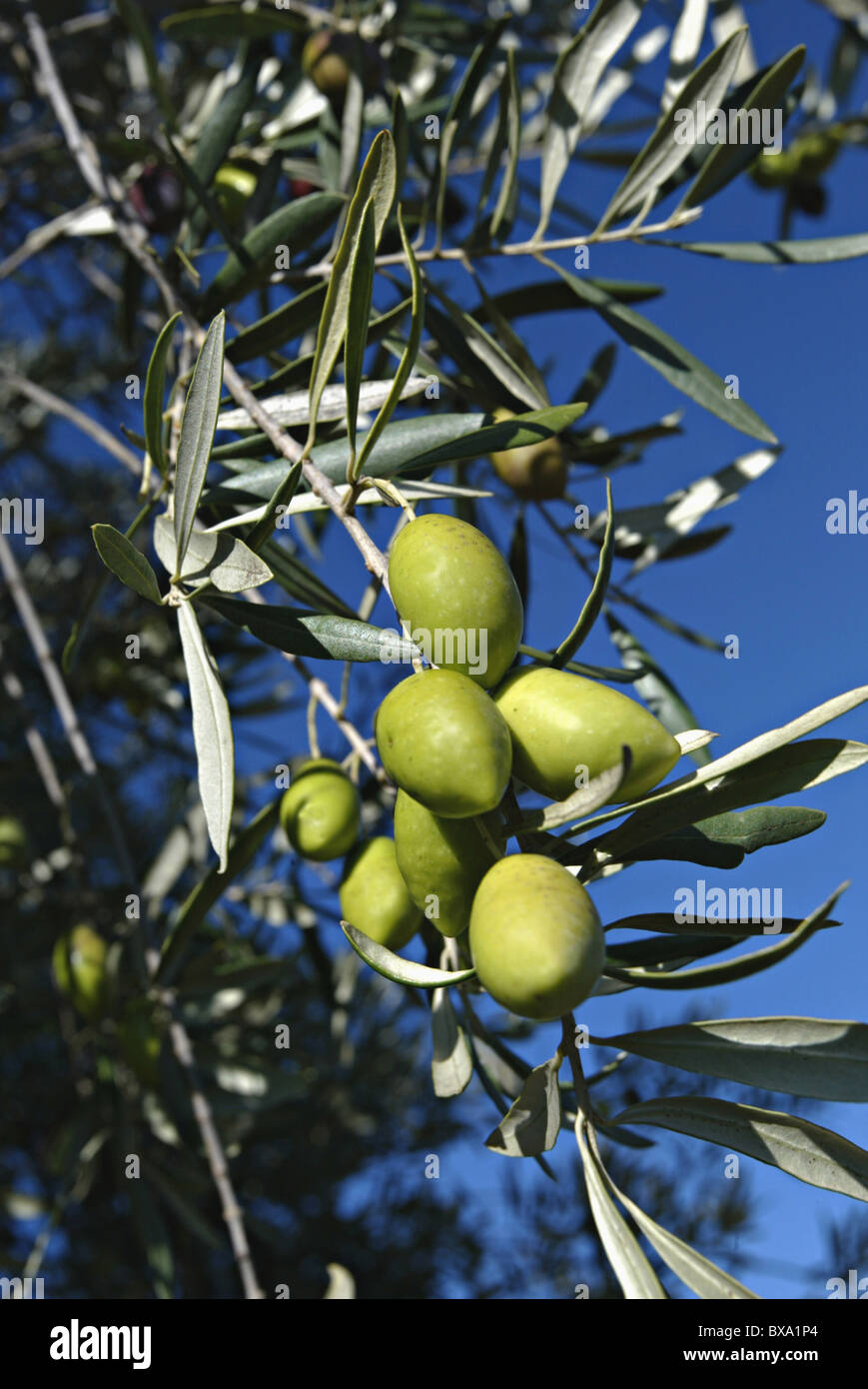 Olives on a olive tree Stock Photo