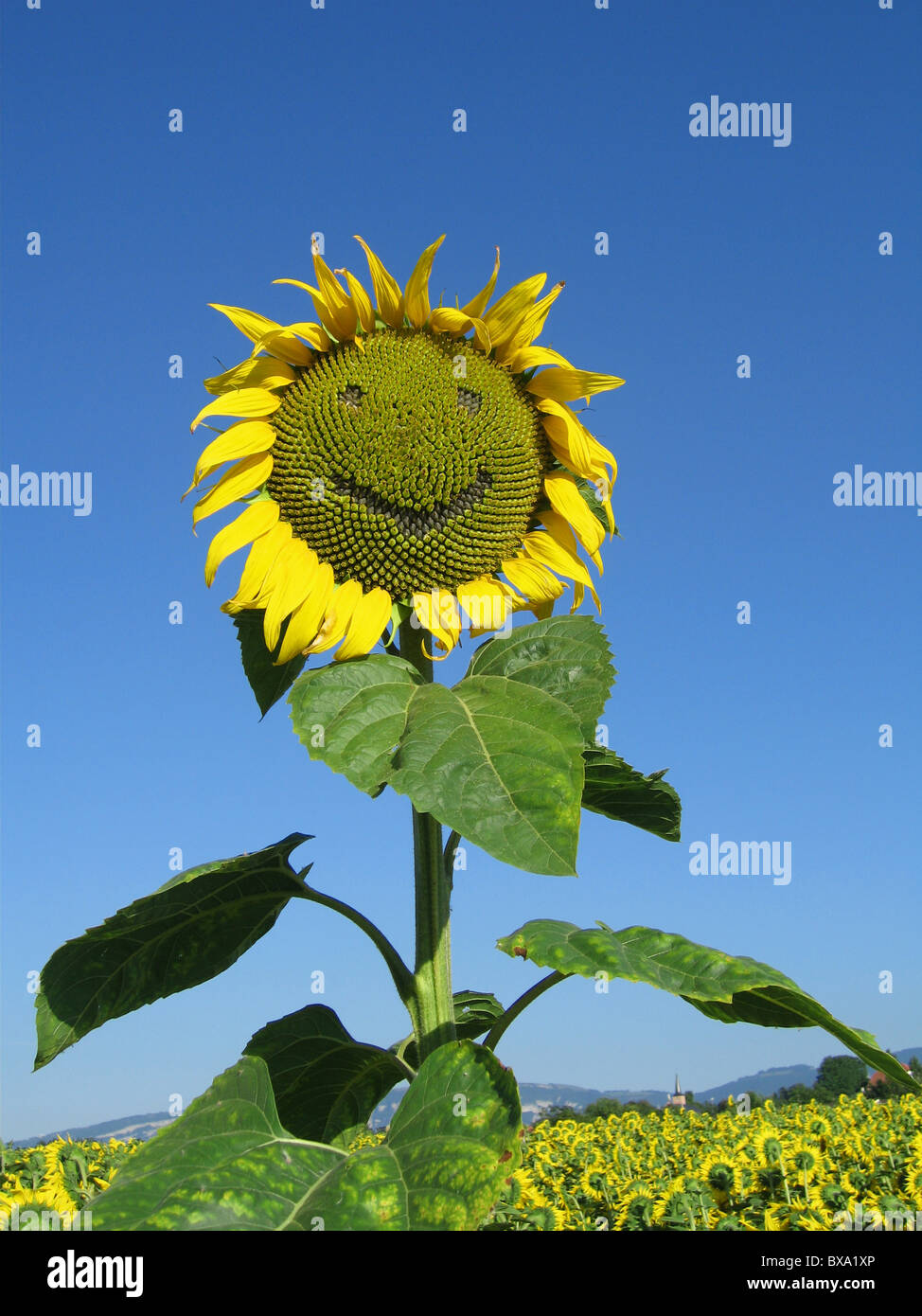 A funny sunflower with a big smile Stock Photo