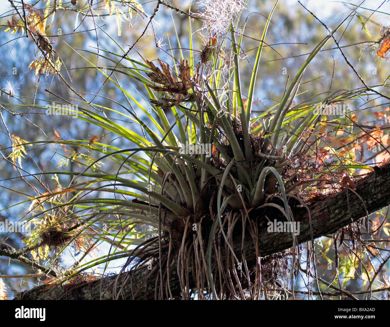 Air plant hi-res stock photography and images - Alamy