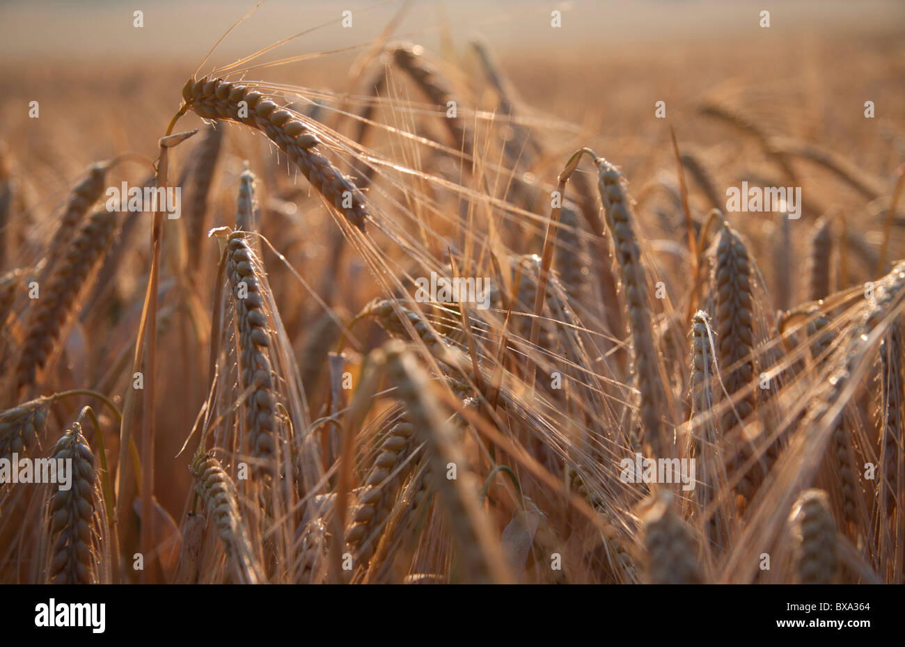 Ripening ears of barley in Wiltshire, England. Stock Photo