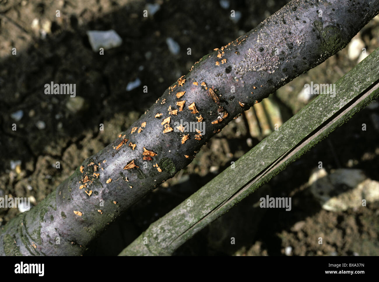 Coral spot (Nectria cinnabarina) fruiting bodies on the base of young apple tree Stock Photo