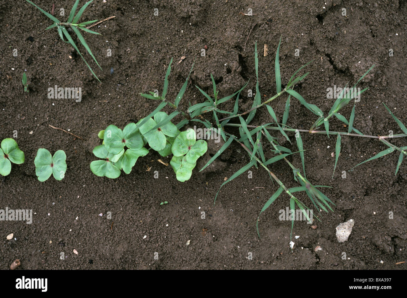 Large or hairy crabgrass (Digitaria sanguinalis) plant in seedling cotton crop, Greece Stock Photo