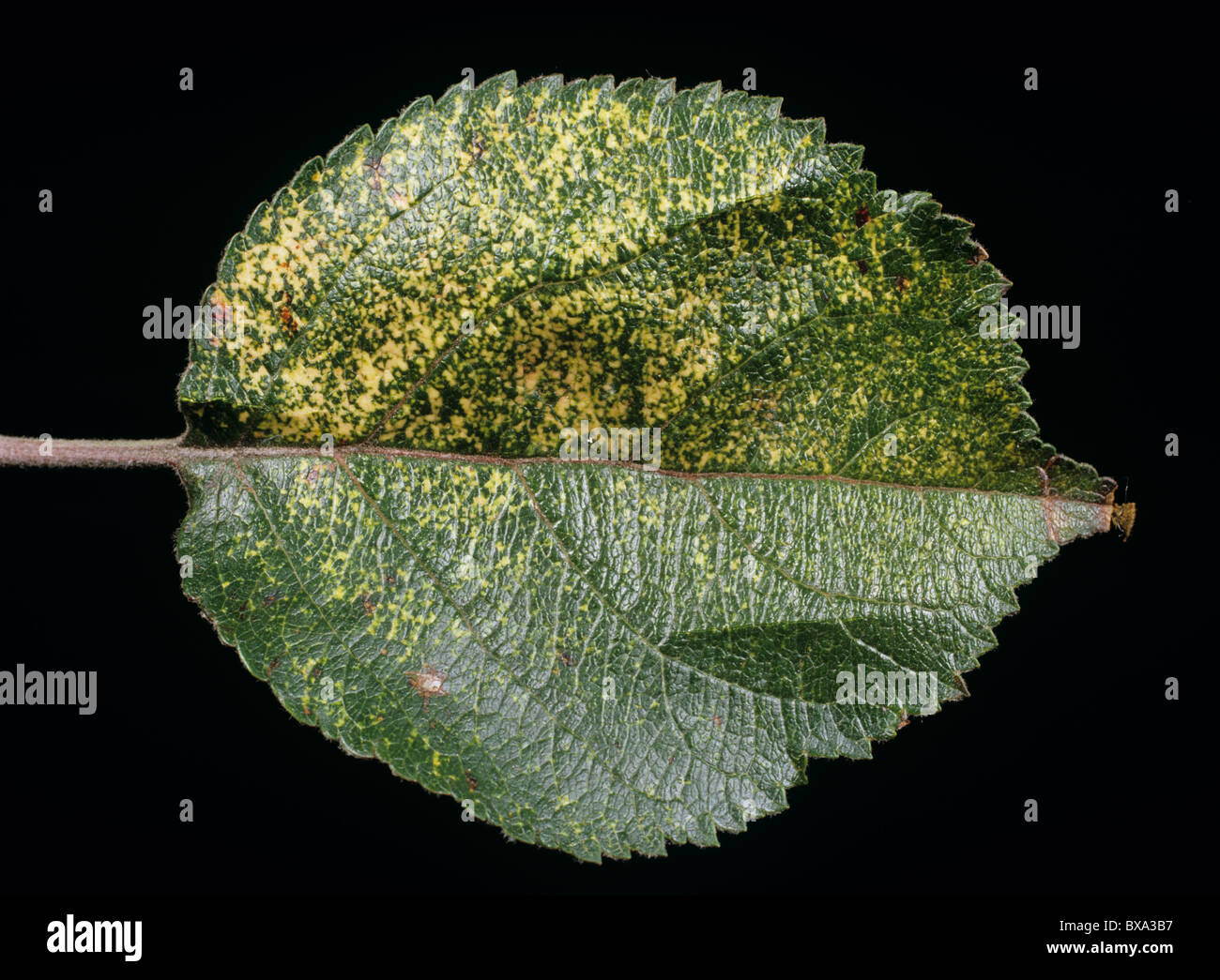 Apple leaf showing symptoms of apple mosaic virus (AMV) Stock Photo