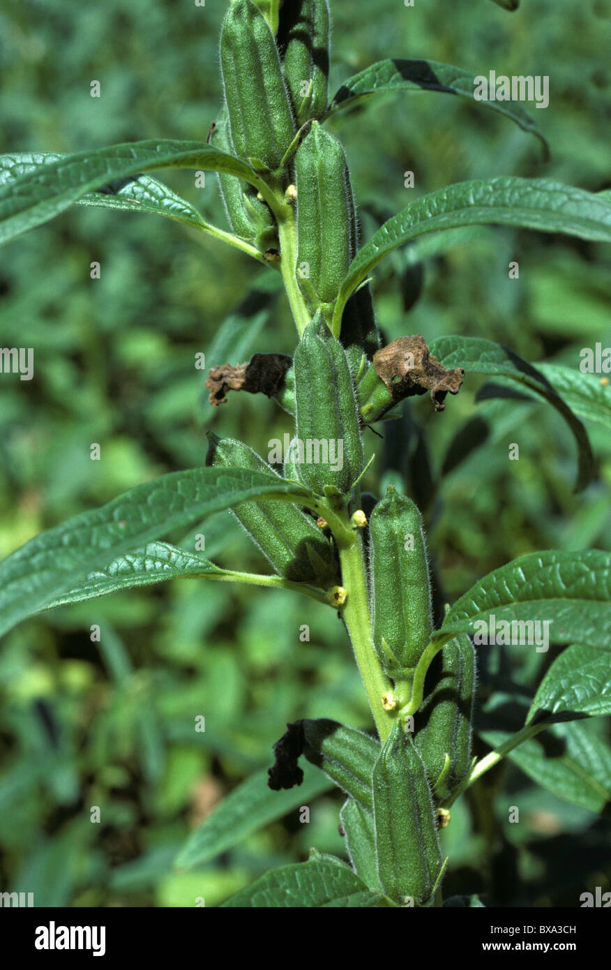 Sesame seed pods and plant hi-res stock photography and images - Alamy
