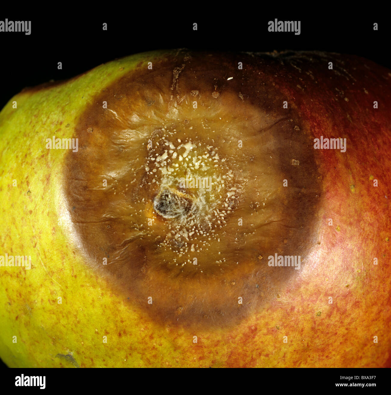 Bitter rot (Gloeosporium perennans) lesion on apple fruit in store Stock Photo