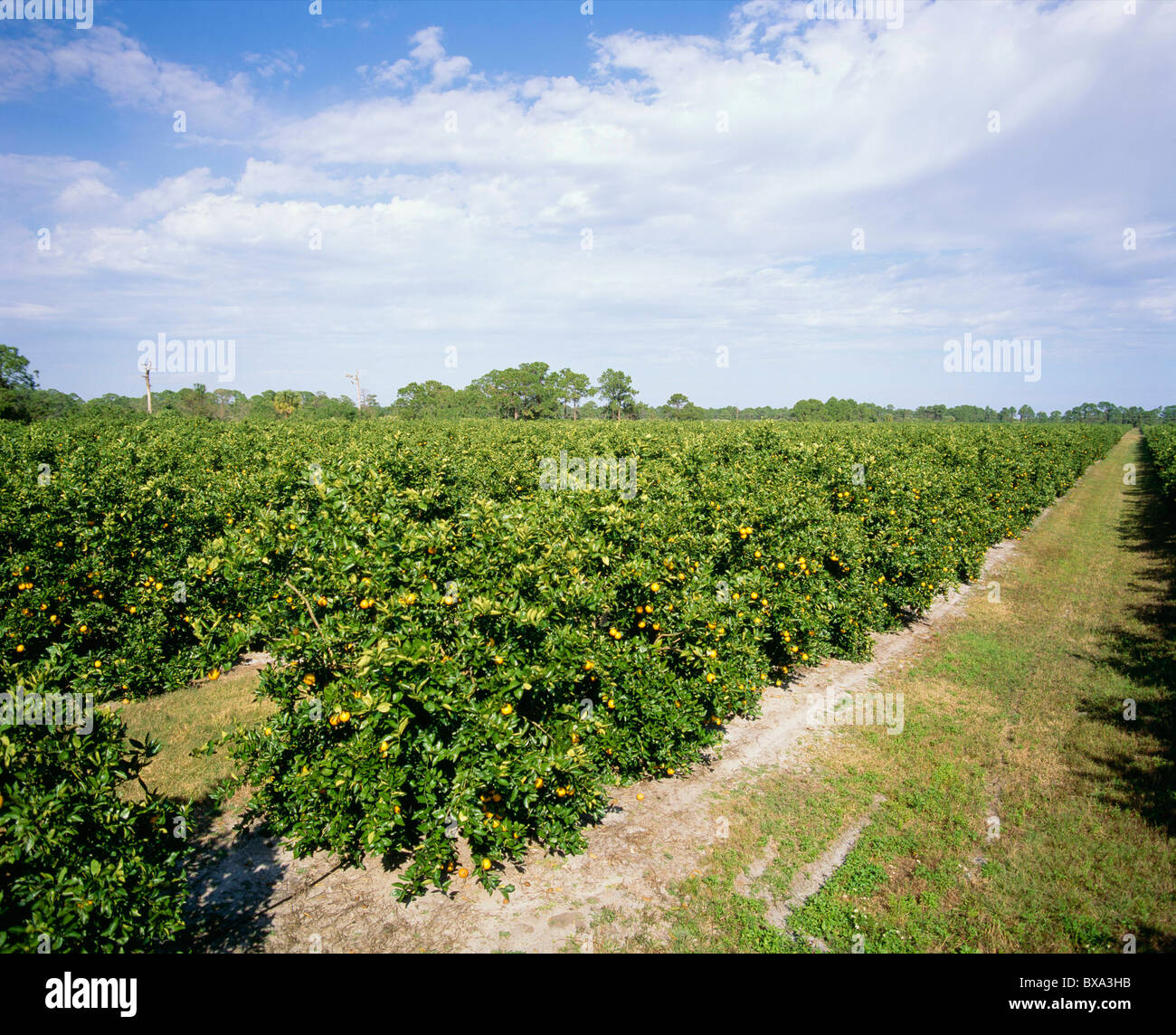 FLORIDA ORANGES VALENCIAS ORANGE GROVE Stock Photo Alamy