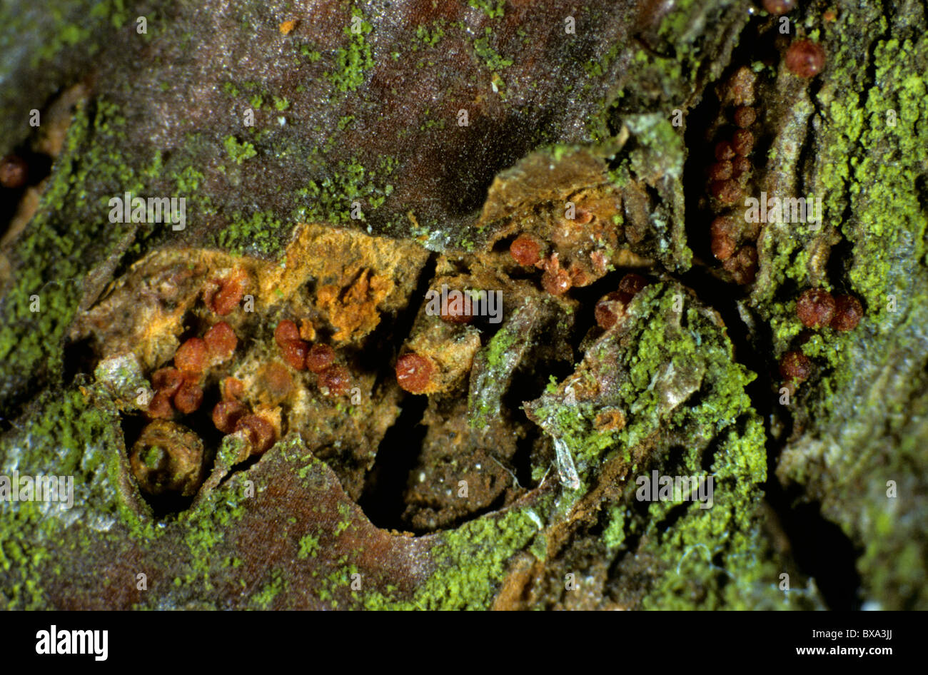 Perithecia of apple canker Neonectria ditissima on apple wood Stock Photo