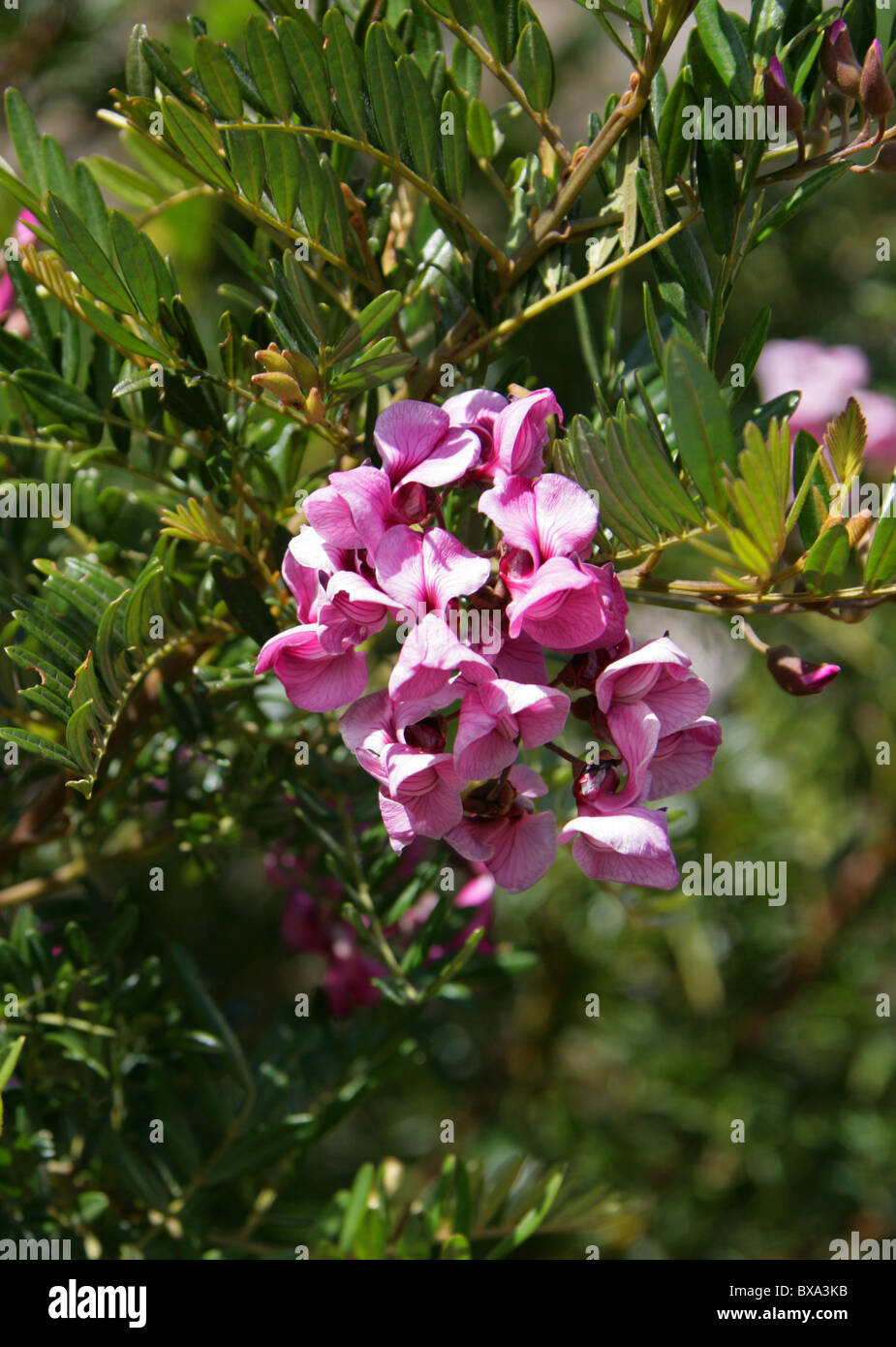 Tree in a Hurry, Cape Lilac, Blossom Tree, Pink Keurboom, Virgilia divaricata, Fabaceae. Syn. V. capensis. Stock Photo