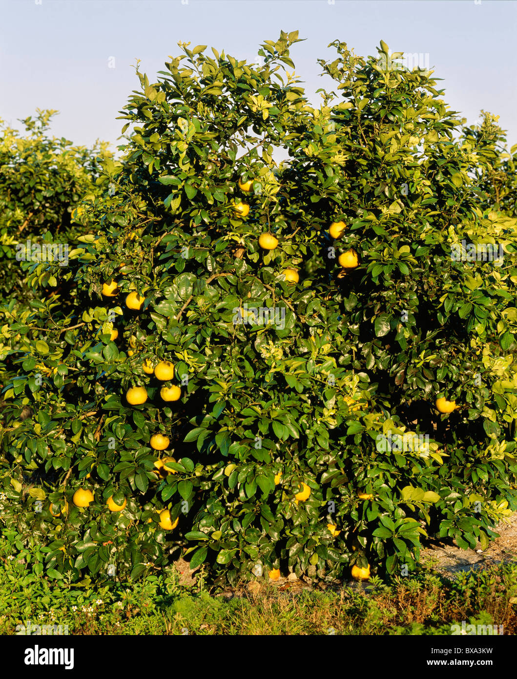 WHITE FLORIDA GRAPEFRUIT IN GROVE / INDIANTOWN, FLORIDA Stock Photo Alamy