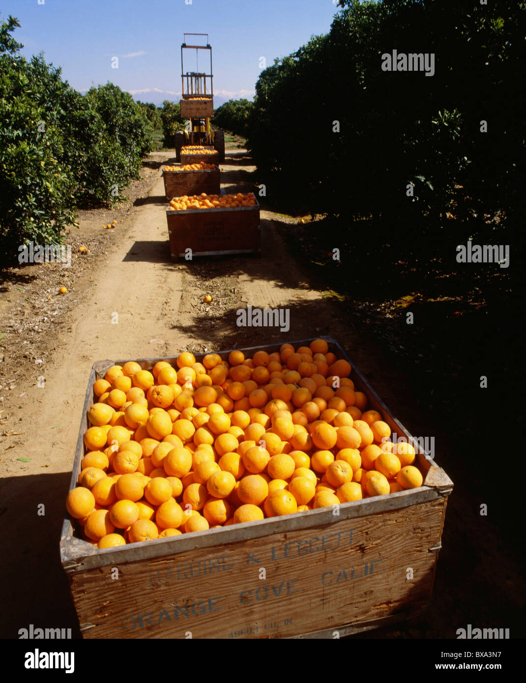 Harvesting Navel Oranges California Stock Photo Alamy