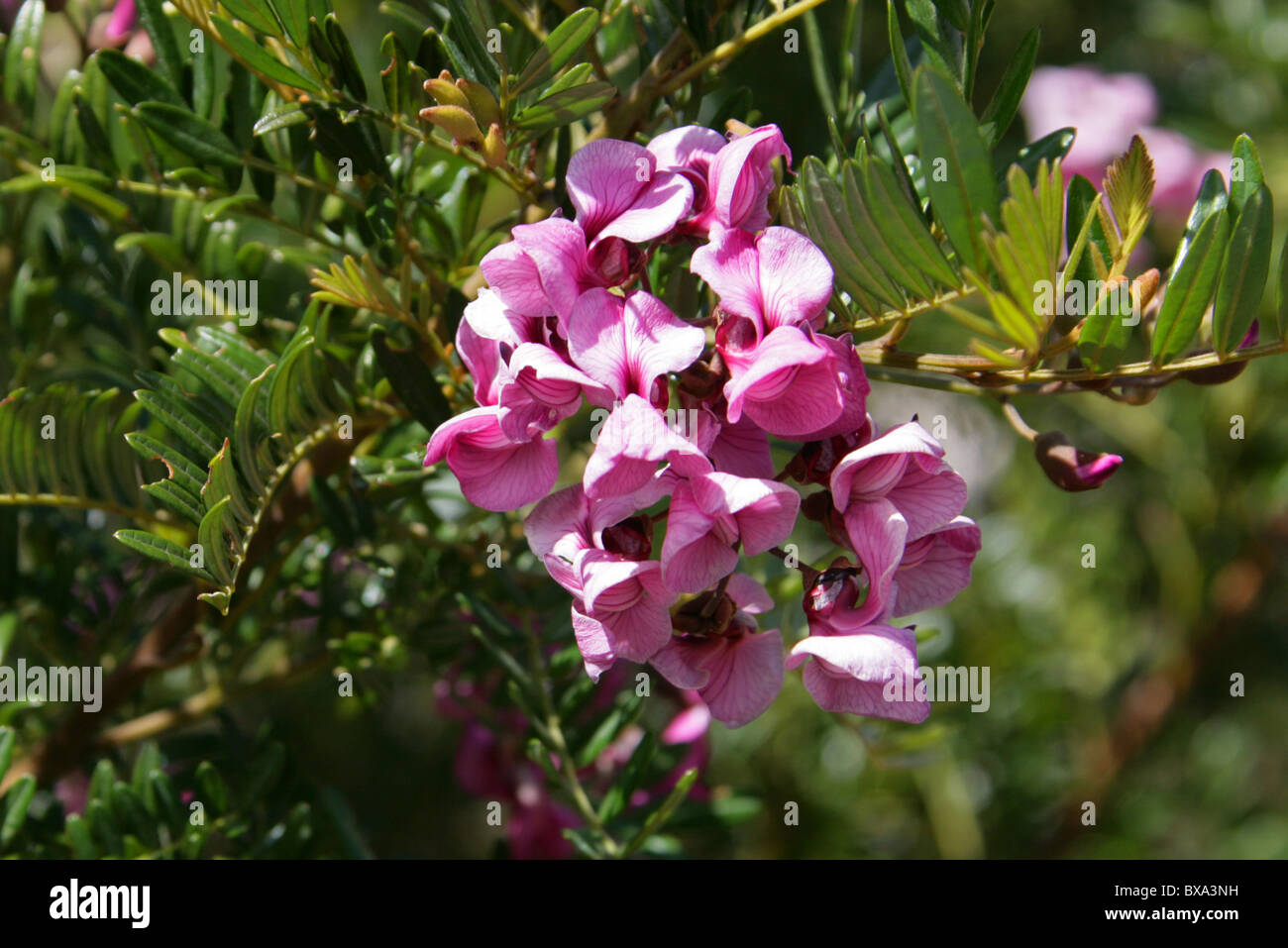 Tree in a Hurry, Cape Lilac, Blossom Tree, Pink Keurboom, Virgilia divaricata, Fabaceae. Syn. V. capensis. Stock Photo