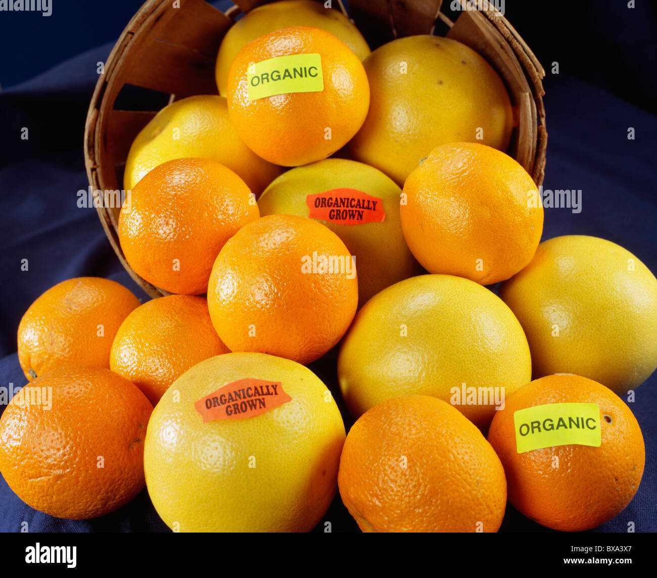 ORGANICALLY GROWN CITRUS FRUIT: GRAPEFRUIT AND ORANGES.  ORGANICALLY GROWN IN CALIFORNIA. SHOWS ORGANICALLY GROWN LABELS Stock Photo