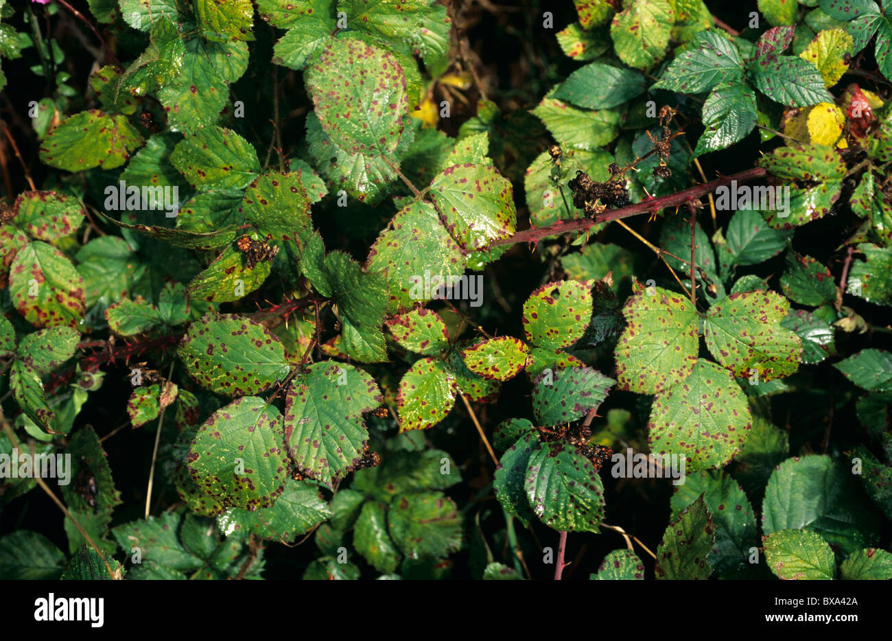 Blackberry common rust (Phragmidium violaceum) infection on wild blackberry stem Stock Photo