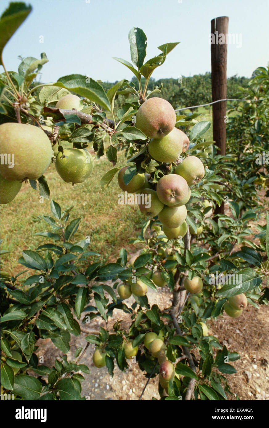 HIGHDENSITY TRELLISED APPLE ORCHARD OF UP TO 1,000 TREES PER ACRE