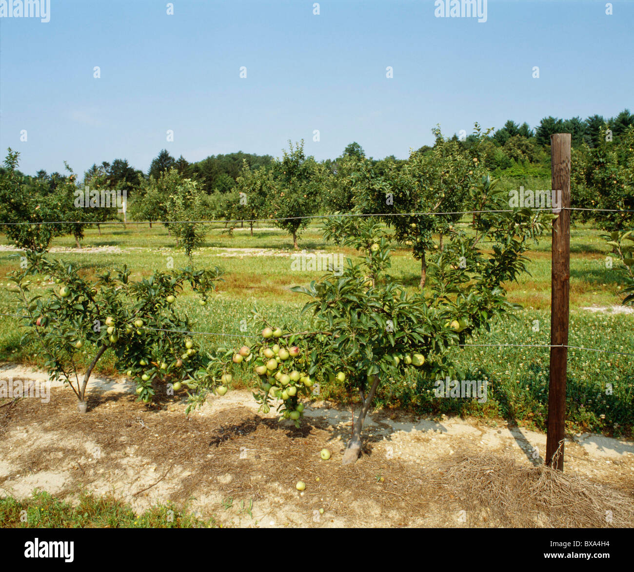 HIGHDENSITY TRELLISED APPLE ORCHARD OF UP TO 1,000 TREES PER ACRE