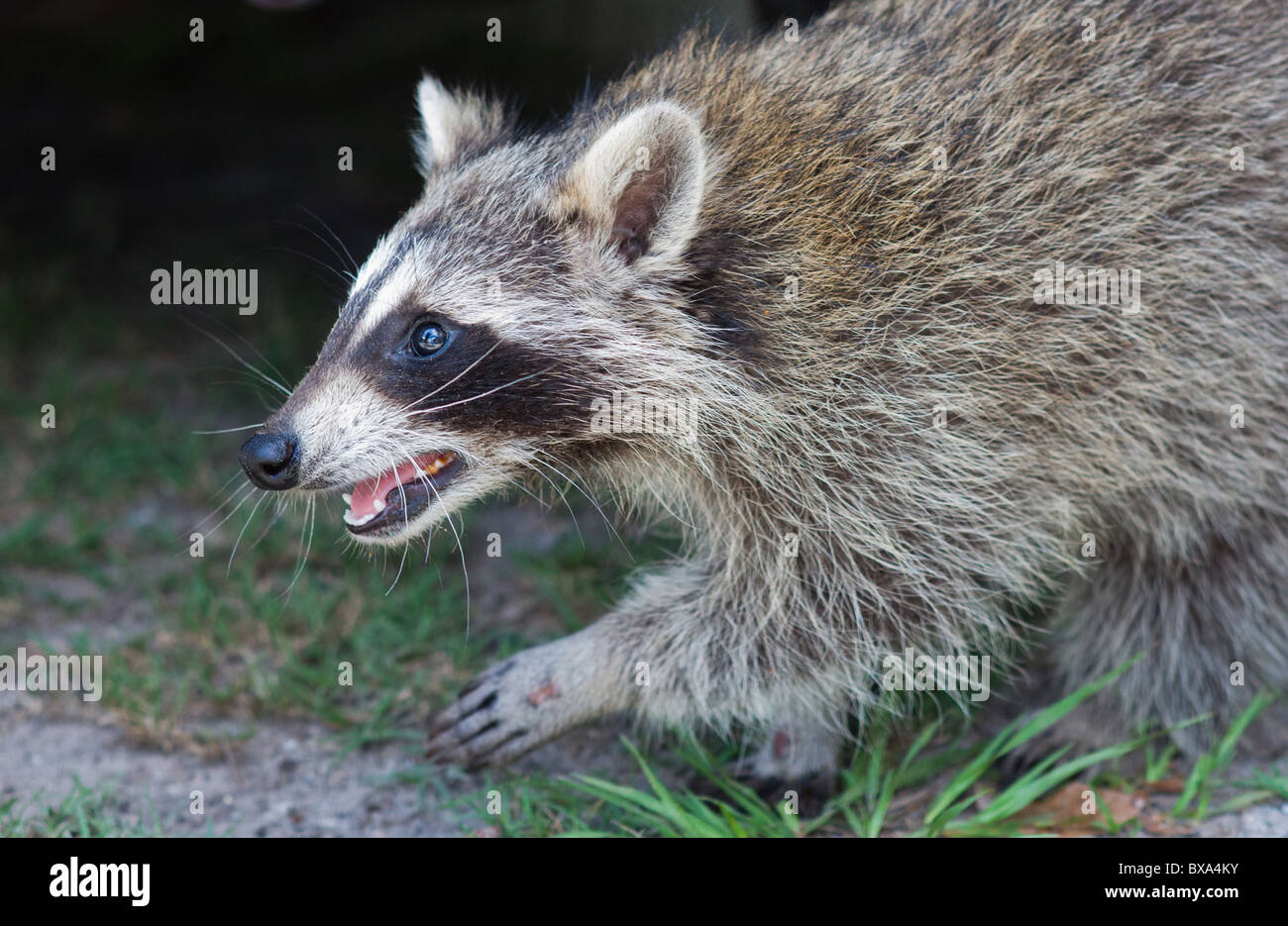 Running racoon raccoon after to catch or not to be caught Stock Photo
