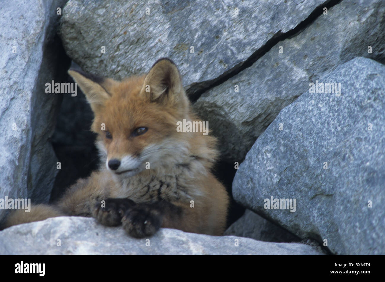 Wildlife, Relaxed red fox, close up Stock Photo - Alamy