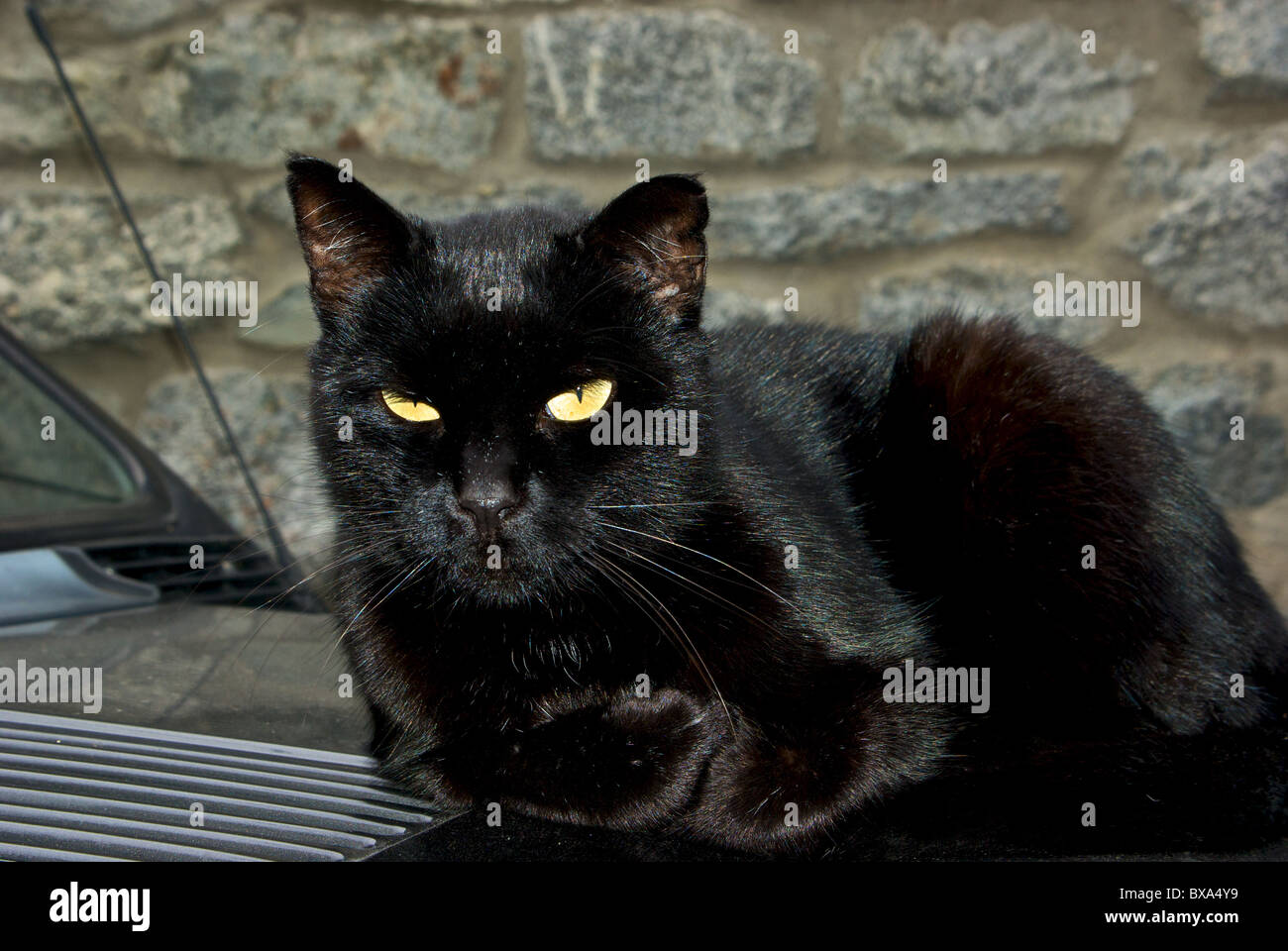 Black domestic shorthair cat with glowing prismatic coloured fur ...