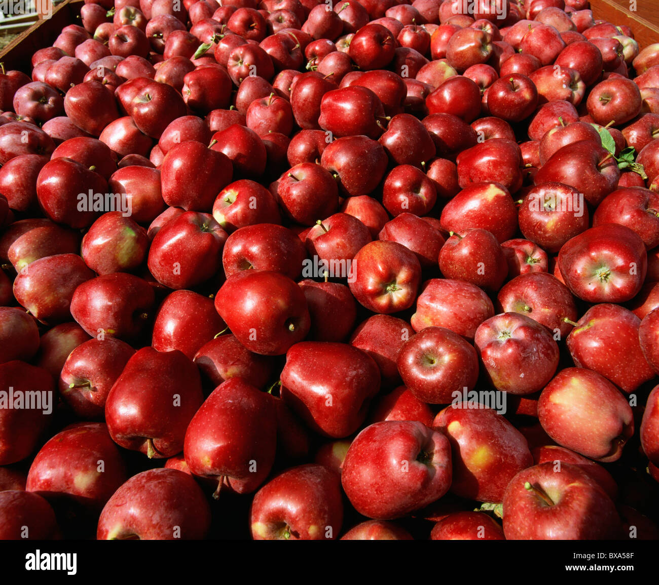 Washington red delicious hires stock photography and images Alamy