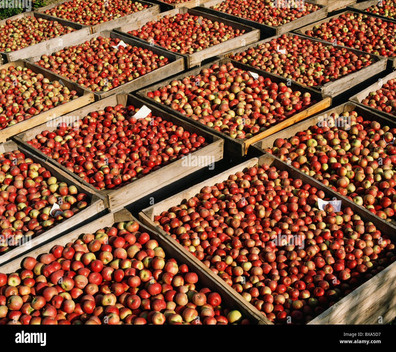 ROME APPLE HARVEST Stock Photo Alamy