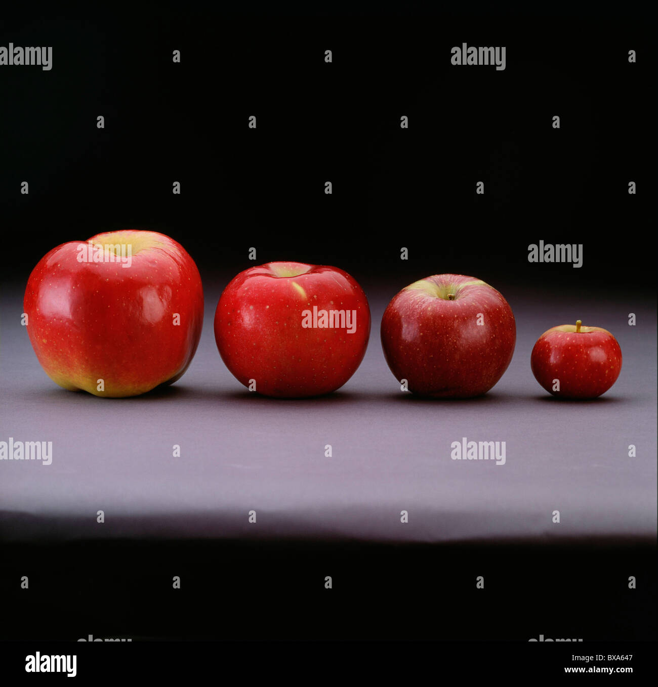 APPLES LEFT TO RIGHT SPOKANE BEAUTY, ROME BEAUTY, STAMEN WINESAP