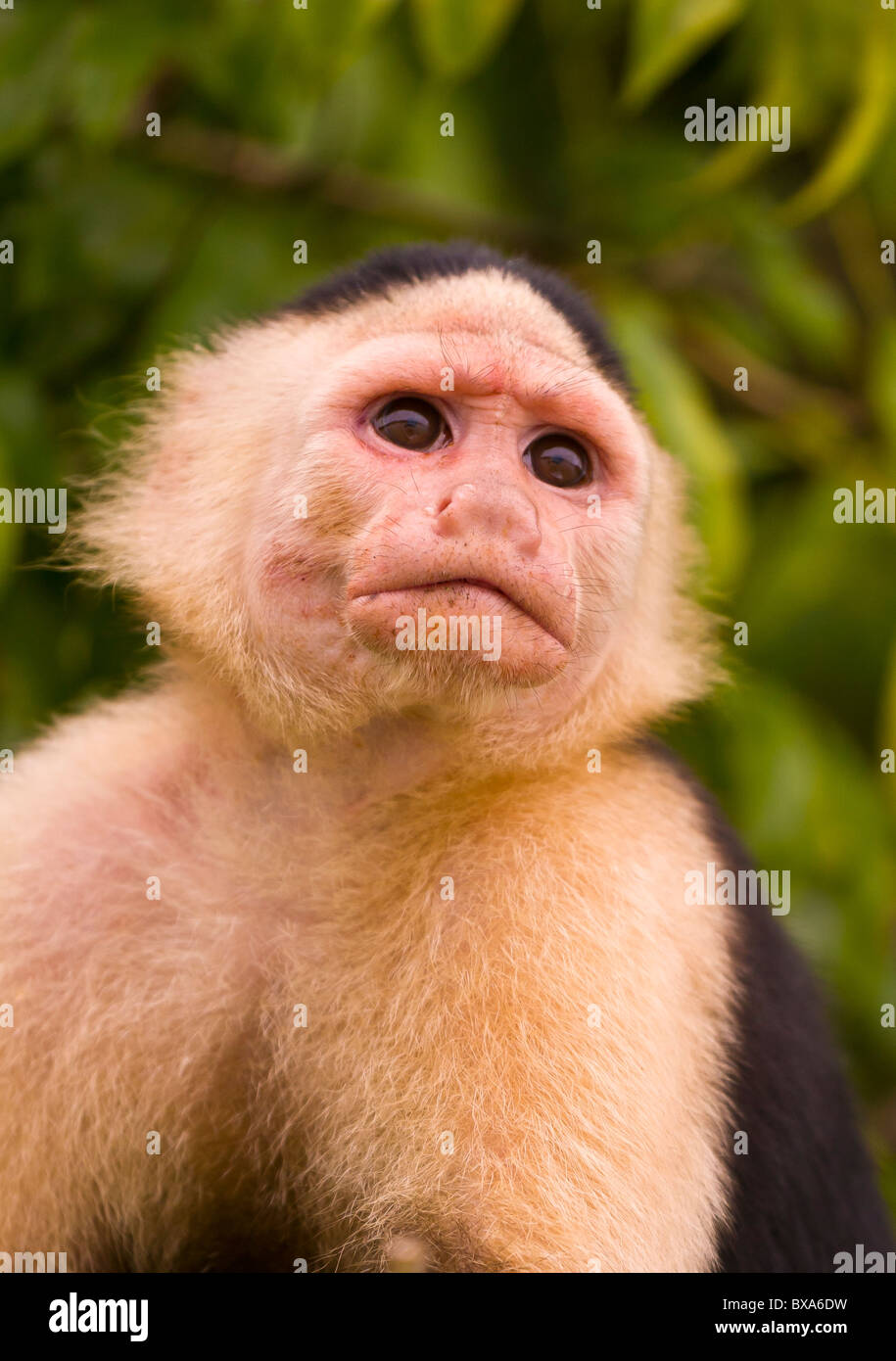 PANAMA - Capuchin Monkey, Cebus capucinus, in Soberania National Park. Stock Photo