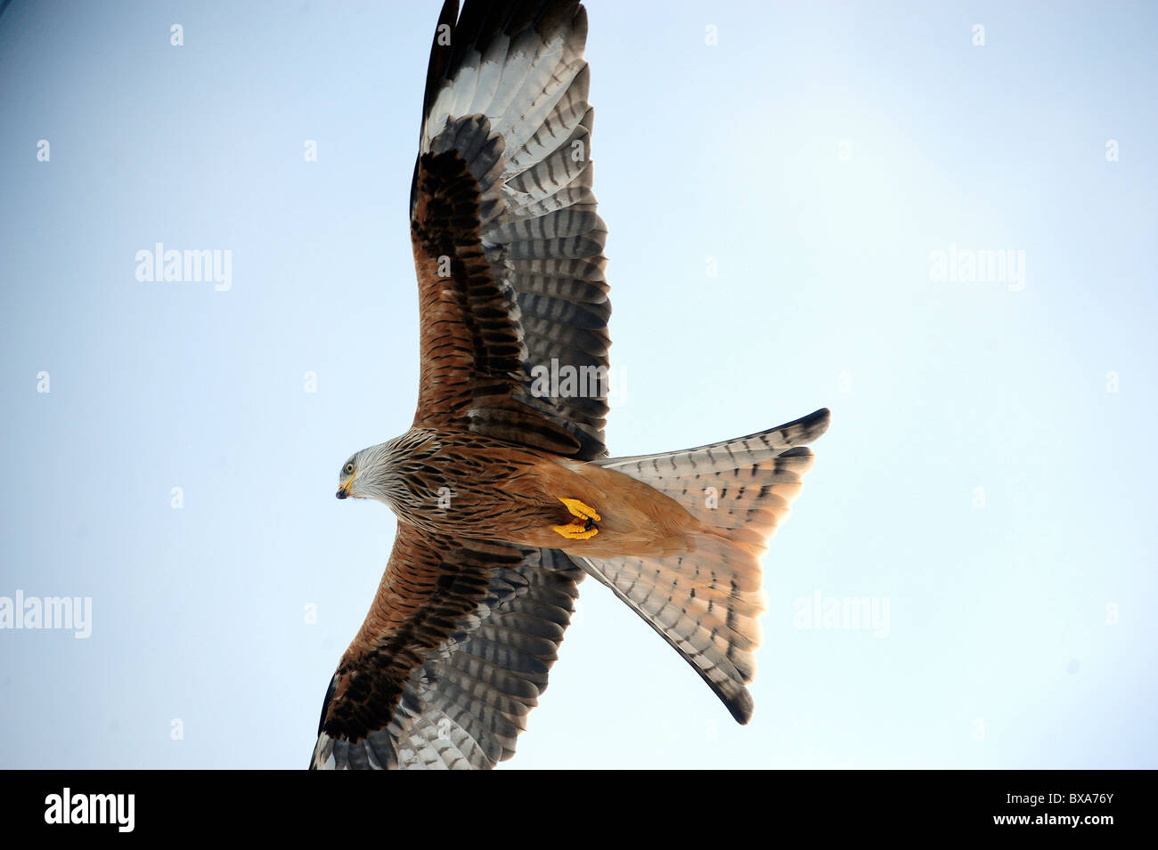 Red kite in flight mid Wales Stock Photo