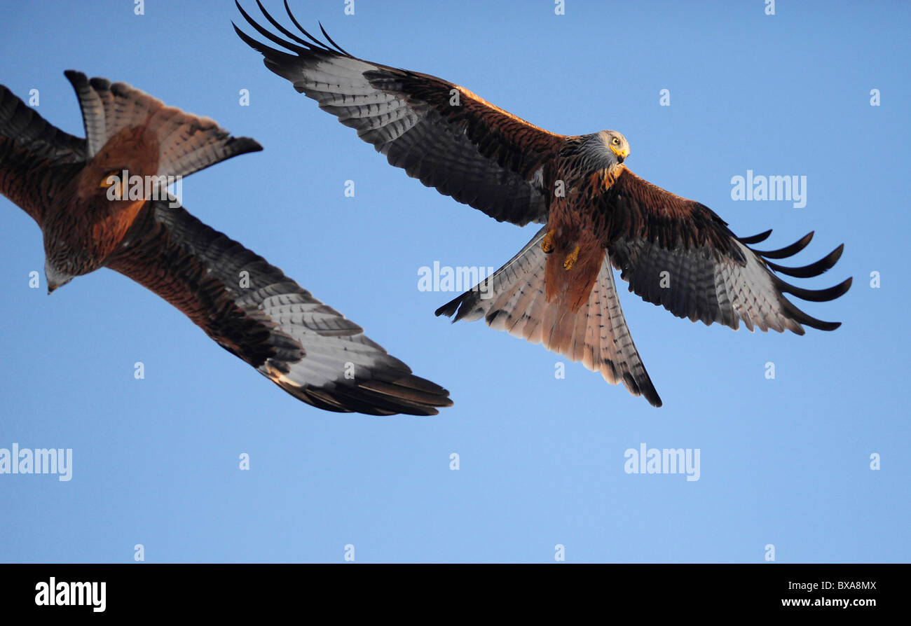 red kite flying over mid wales Stock Photo