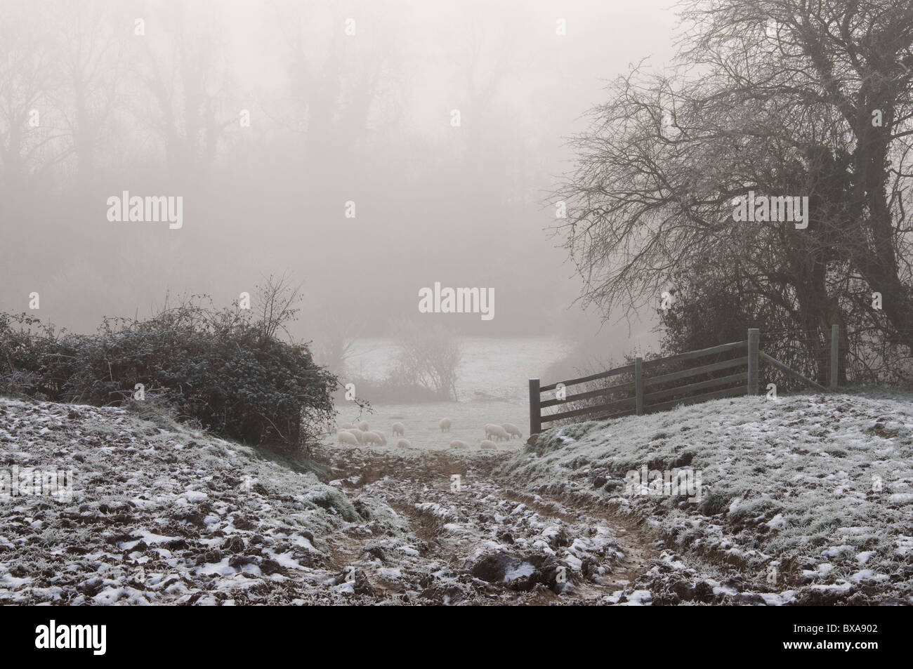 Landscape view of a Welsh farmer's frozen muddy field and sheep beyond in freezing fog Stock Photo