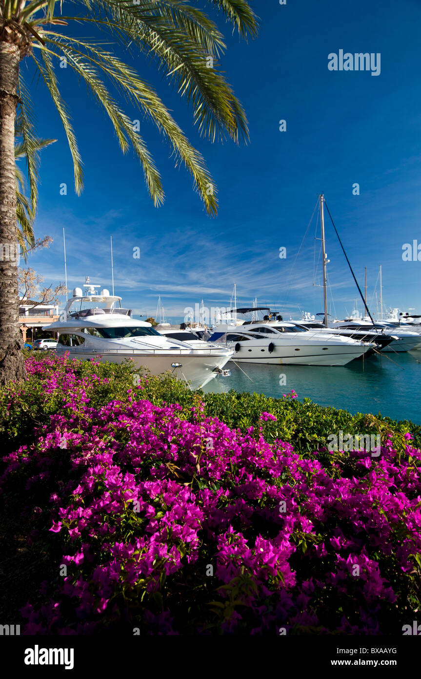 Puerto Portals marina with lush bougainvillea luxury motor yachts moored Portals Nous Palma de Mallorca Balearic Islands Spain Stock Photo