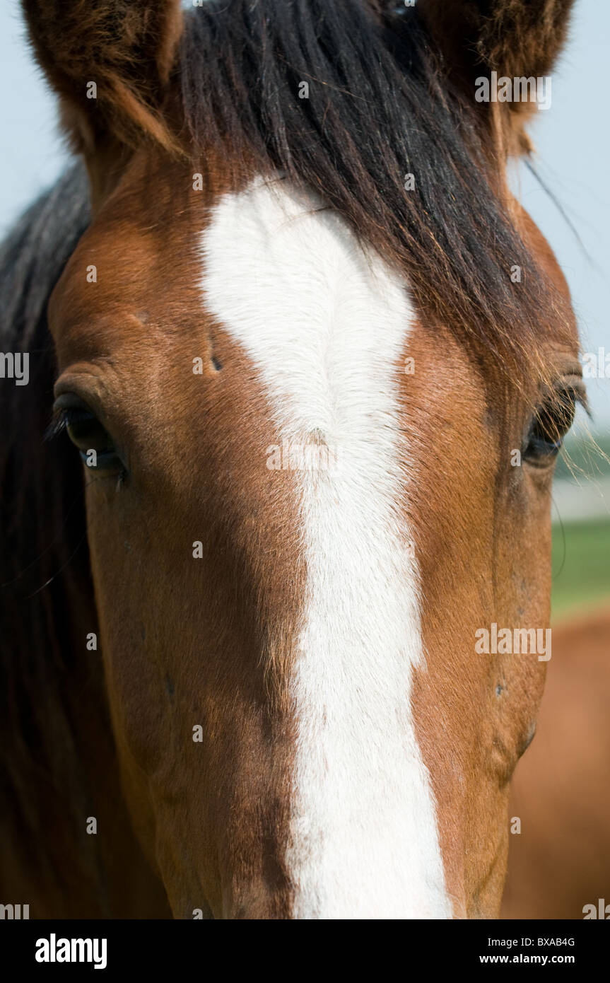 Close-up of horse head Stock Photo